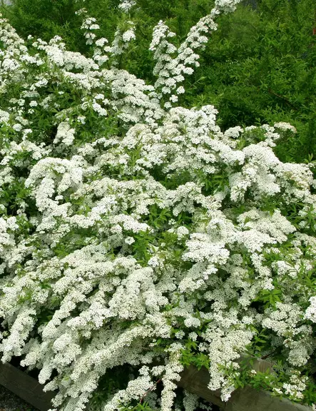 NORJANANGERVO 20 kpl / avojuurinen - Angervot - 2001412900009 - 1