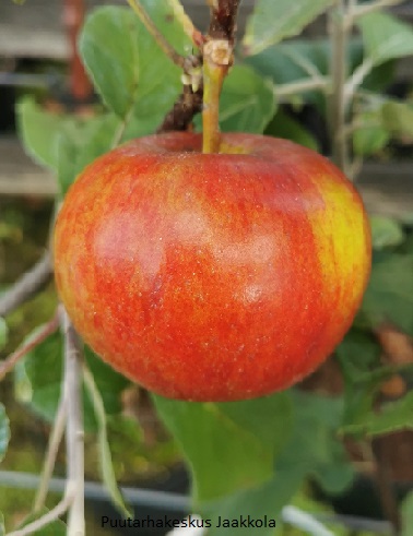 OMENAPUU JASPI - Omenapuut - 2013188200009 - 1