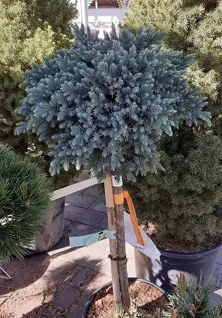 SINIKATAJA BLUE STAR rungollinen - Katajat - 2020187500009 - 1