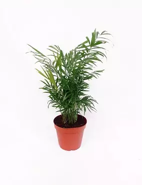 SIROVUORIPALMU 17 CM RUUKKU - Palmut - 2033100200009 - 1