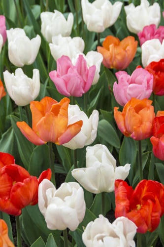 TULPPAANI SINGLE EARLY MIX 6 KPL/PSS - Tulppaanin sipulit - 8711148313489 - 1