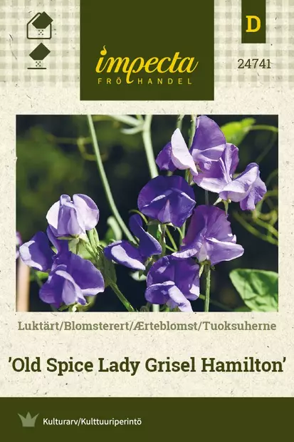 TUOKSUHERNE OLD SPICE LADY GRISEL HAMILT - Muut kesäkukkien siemenet - 7332756247419 - 1