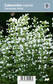 KIVIKKOKÄENMINTTU MARVELETTE WHITE - Muut perennat - 2045960100009 - 1