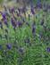 TÄHKÄLAVENTELI AROMATICO BLUE - Muut perennat - 2093900400009 - 1