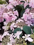 SAFIIRIHORTENSIA PINK SWEETHEARTS - Hortensiat - 2012199500009 - 1