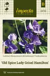 TUOKSUHERNE OLD SPICE LADY GRISEL HAMILT - Muut kesäkukkien siemenet - 7332756247419 - 1