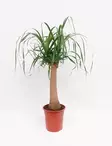 PULLOJUKKA 21 CM RUUKKU - Muut viherkasvit - 8712044110189 - 1