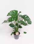 PEIKONLEHTI TAUERII 17 CM RUUKKU - Peikonlehdet - 8713469579339 - 1