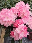 ALPPIRUUSU ROYAL ROSY RUNGOLLINEN - Alppiruusut - 2093386600009 - 2