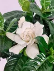 GARDENIA - Kukkivat viherkasvit - 2010305000009 - 1