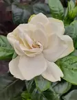 GARDENIA - Kukkivat viherkasvit - 2010305000009 - 1