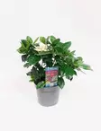 GARDENIA - Kukkivat viherkasvit - 2010305000009 - 2