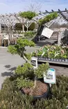 JAPANINLEHTIKUUSI BONSAI 125+ cm C55 - Muut havukasvit - 2098817600009 - 1