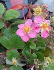 KUUKAUSIMANSIKKA ROSEA C2 - Muut perennat - 2005107200009 - 1