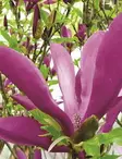MAGNOLIA SUSAN - Magnoliat - 2001413200009 - 1