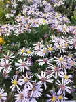 METSÄASTERI NANA BLUE - Muut perennat - 2005953900009 - 1