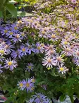 METSÄASTERI NANA BLUE - Muut perennat - 2005953900009 - 1