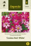 PUNAKOSMOSKUKKA COSIMO RED-WHITE - Muut kesäkukkien siemenet - 7332756289259 - 1