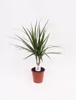 REUNUSTRAAKKIPUU 12 CM RUUKKU - Traakkipuut - 2042003200009 - 1