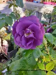 RHAPSODY IN BLUE RUUSU - Pensasruusut - 2040430400009 - 1