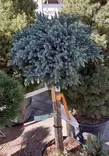 SINIKATAJA BLUE STAR rungollinen - Katajat - 2020187500009 - 1
