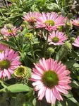 TARHAPUNAHATTU SUNSEEKERS BUBBLELICIUOS - Muut perennat - 2094280400009 - 1
