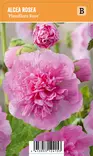 TARHASALKORUUSU PLENIFLORA ROSE - Muut perennat - 2095420500009 - 1