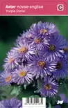 TUOKSUASTERI PURPLE DOME - Muut perennat - 2030418700009 - 1