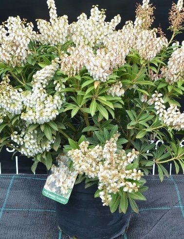 JAPANINKELLOVAIVERO - Muut pensaat - 2070855800009 - 1