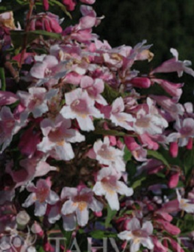 KELLOKUUSAMA KELLOKAS - Muut pensaat - 2010596000009 - 1