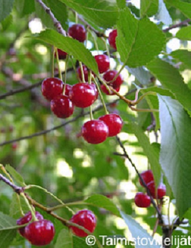 KIRSIKKAPUU SIKKOLAN KUULASMARJA - Kirsikkapuut - 2036220000009 - 1