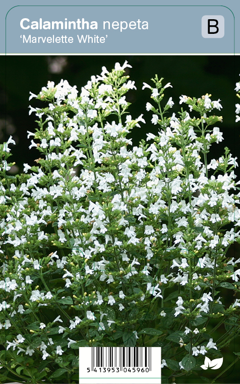 KIVIKKOKÄENMINTTU MARVELETTE WHITE - Muut perennat - 2045960100009 - 1