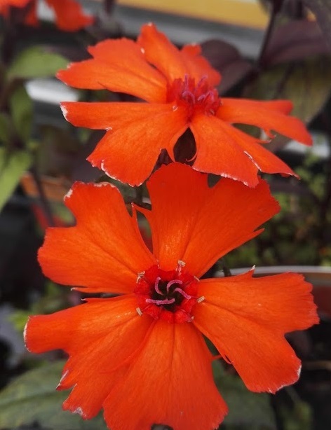 LEIMURAKKAUS - Muut perennat - 2035749100009 - 1