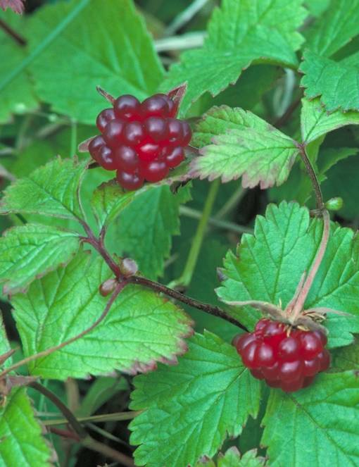 MESIMARJA PIMA - Muut marjakasvit - 2001615400009 - 1