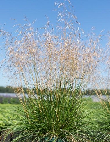 NURMILAUHA - Koristeheinät - 2005296300009 - 1