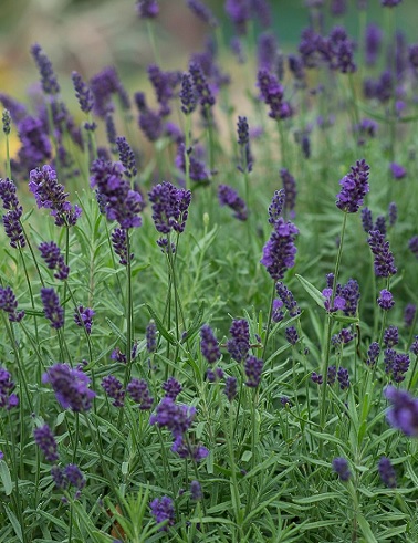 TÄHKÄLAVENTELI AROMATICO BLUE - Muut perennat - 2093900400009 - 1