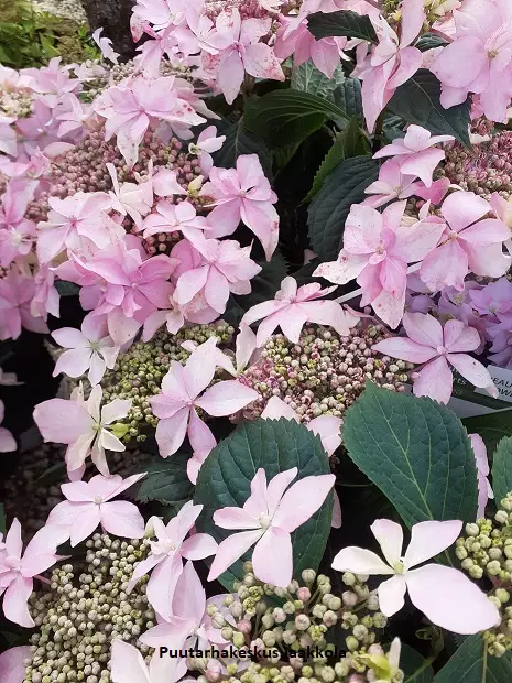 SAFIIRIHORTENSIA PINK SWEETHEARTS - Hortensiat - 2012199500009 - 1