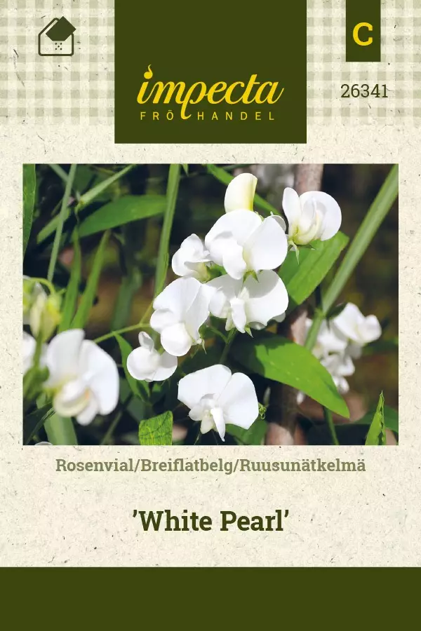 RUUSUNÄTKELMÄ WHITE PEARL - Perennojen siemenet - 7332756263419 - 1