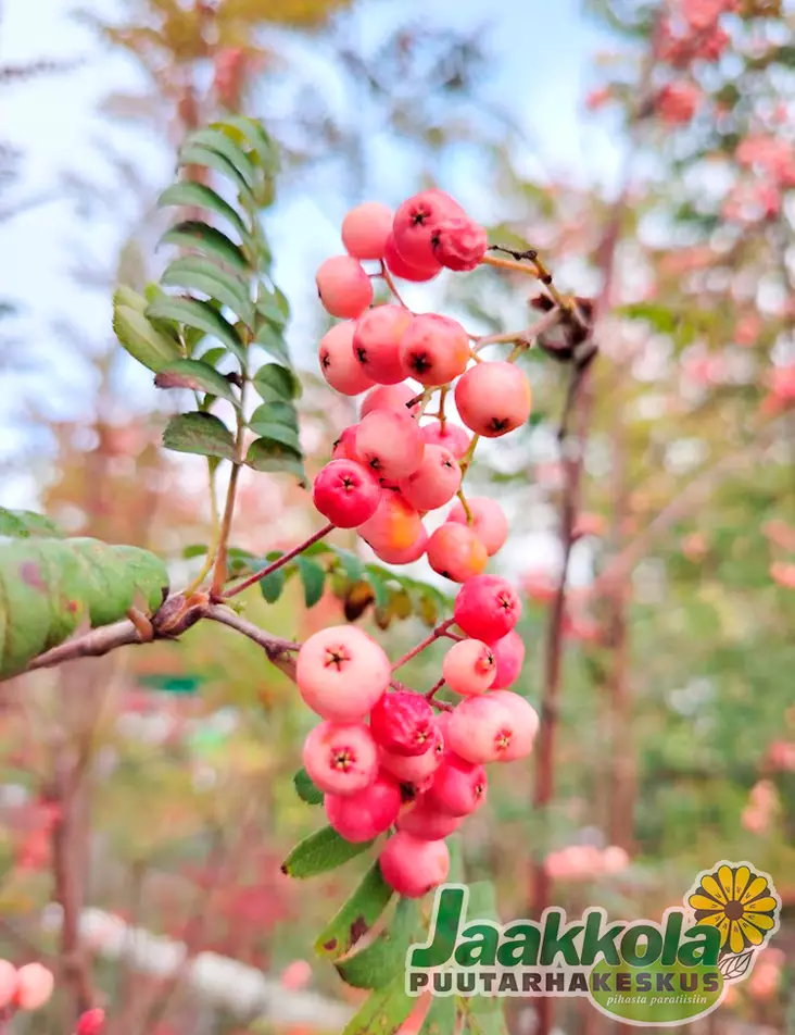 ARNOLDINPIHLAJA KIRSTEN PINK - Pihlajat - 2020323500009 - 1