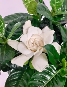 GARDENIA - Kukkivat viherkasvit - 2010305000009 - 1