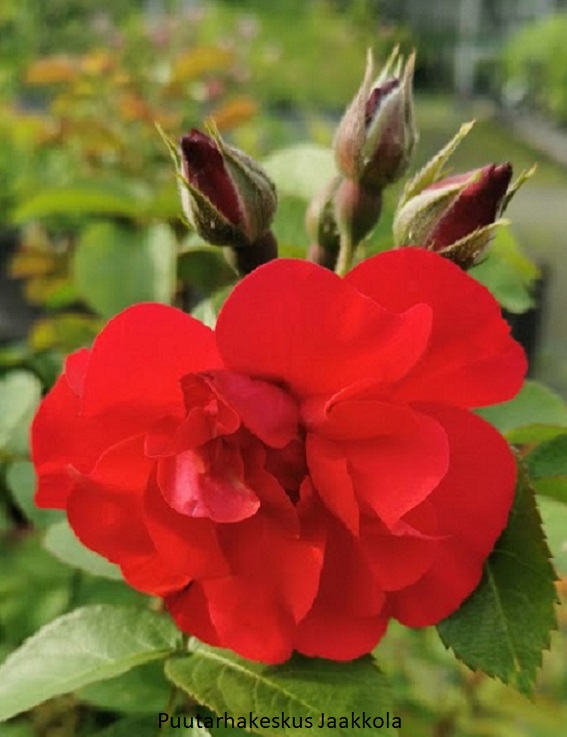 HANSALAND RUUSU - Pensasruusut - 2007414900009 - 1