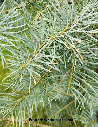 HARMAAPIHTA - Pihdat - 2020308200009 - 1