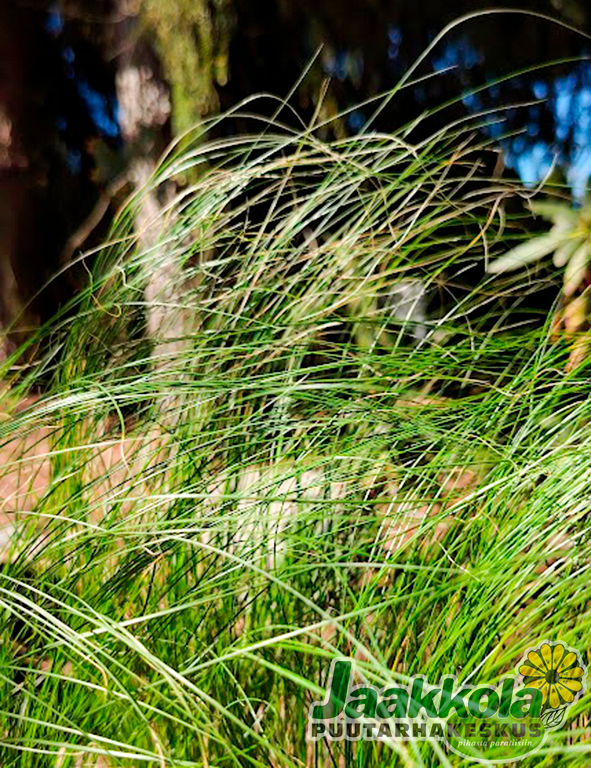 HÖYHENHEINÄ - Koristeheinät - 2074017000009 - 1