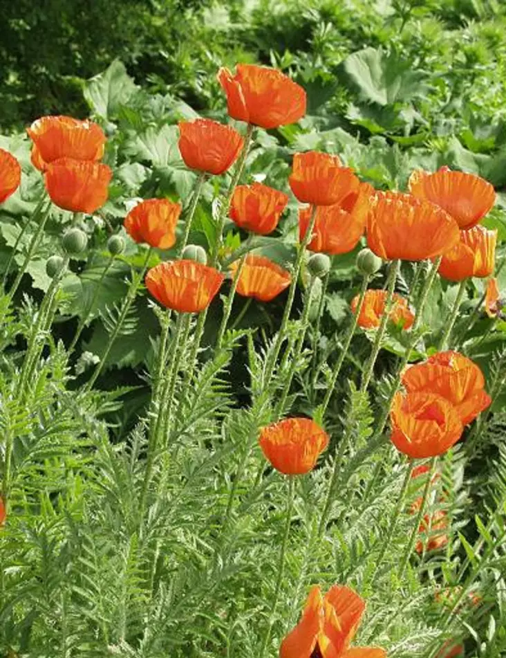 IDÄNUNIKKO BRILLIANT - Muut perennat - 2090387200009 - 1