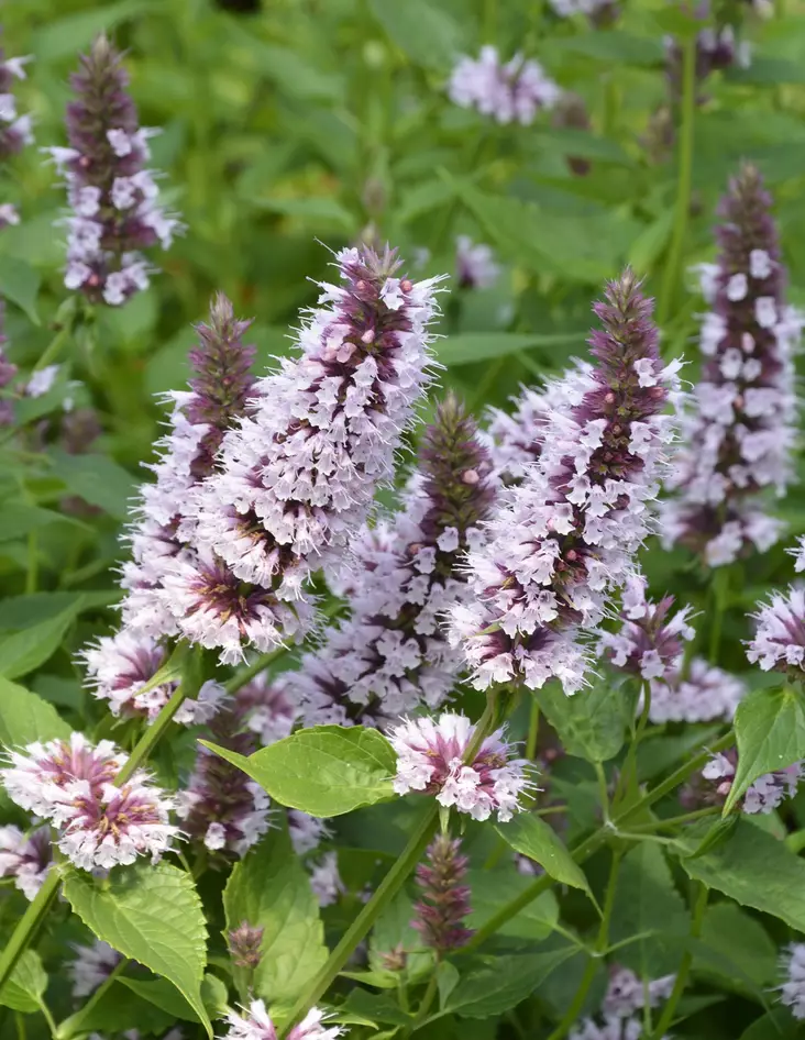 IISO BEELICIOUS PINK - Muut perennat - 2093554900009 - 1