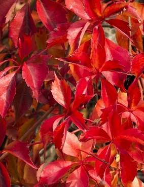 IMUKÄRHIVILLIVIINI REDWALL - Muut köynnökset - 2014114600009 - 1