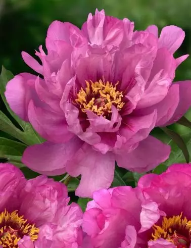 ITOH PENSASPIONI FIRST ARRIVAL - Pionit - 2064206100009 - 1