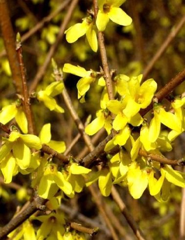 JALO-ONNENPENSAS NORTHERN GOLD - Muut pensaat - 2001742500009 - 1