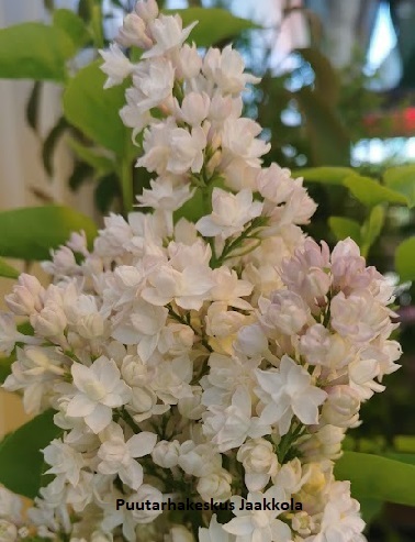 JALOSYREENI MOSKOVAN KAUNOTAR - Syreenit - 2012096300009 - 1