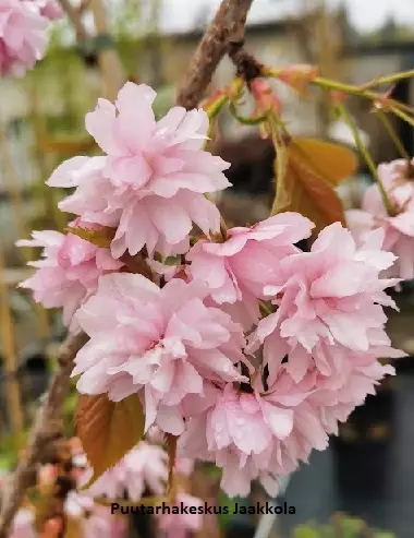 JAPANINKIRSIKKA KIKU-SHIRADE-ZAKURA - Koristekirsikat - 2099405800009 - 1